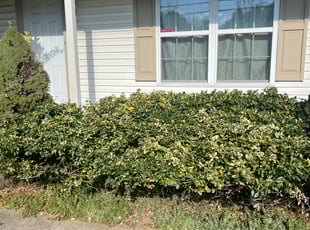 Bush Trimming by Kyle Wardwell for Brandon M. in Akron, OH