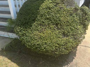 Bush Trimming by Carrissa Sherman for Robert Y. in Newnan, GA