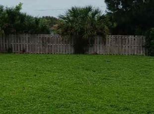 Albert L.'s Lawn Mowing service result