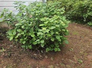 Bush Trimming by Henry Wilson for Chris S. in Douglasville, GA