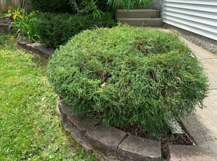 Cleanups by David Kelly for Cindy L. in Lexington, KY