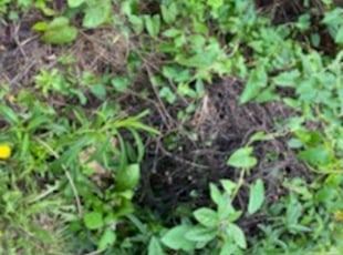 Cleanups by Dale Brooks for Deborah W. in Kansas City, MO