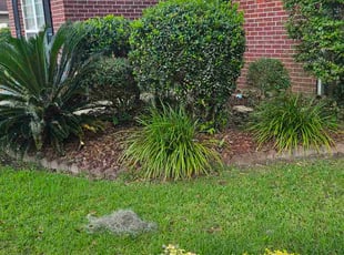 Bush Trimming by Jason Hughes for Ryann H. in Savannah, GA