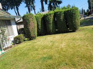 Bush Trimming by Todd Horan for Rachael C. in Spanaway, WA