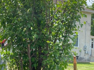 Bush Trimming by Andrew Jorgensen-Moreno for Constance L. in Minneapolis, MN