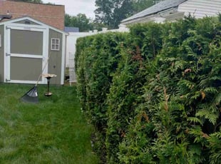 Bush Trimming by Steven Gober for Andrea H. in Pawtucket, RI