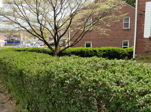 Bush Trimming by Jason Ramsey for Habib K. in Baltimore, MD