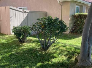 Bush Trimming by Hugo Lopez for Ben V. in Temecula, CA