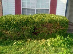 Bush Trimming by Karushoun Kelly for Wendy C. in Cabot, AR