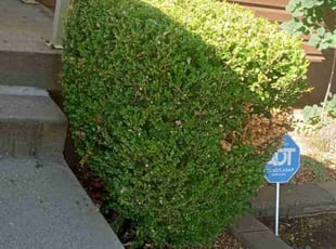 Bush Trimming by Lance Reynolds for Franklin C. in Kansas City, MO