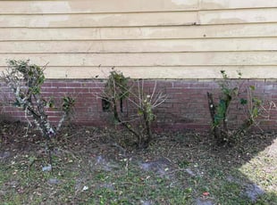 Bush Trimming by Jorge Aguirre for joseph a. in Sanford, FL