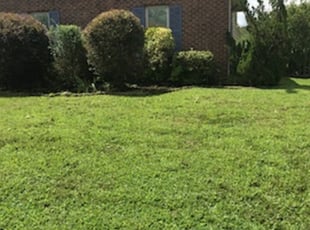 Weeding by William Mende for Chris S. in Virginia Beach, VA