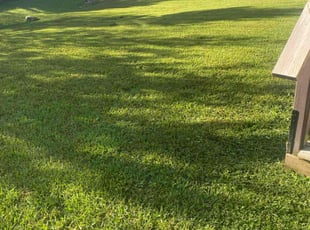 Patricia P.'s Lawn Mowing Service service result