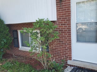 Bush Trimming by Benjiman Pultorak for Ariel R. in Warren, MI