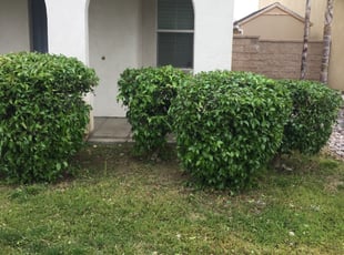 Bush Trimming by Fatima Sevillano for Peter L. in Fontana, CA