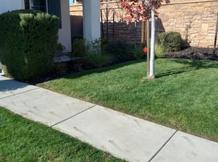 Bush Trimming by Daniel Sullivan for Laura B. in Rocklin, CA