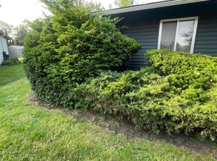 Bush Trimming by Francisco Silva for Natasha J. in Aurora, IL