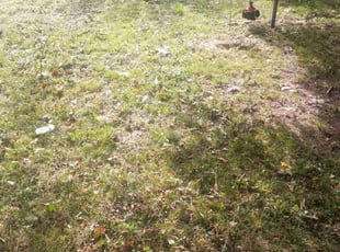 Cleanups by Patrick Budd for Carlos B. in Birmingham, AL