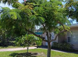 Bush Trimming by Harold Cummings for Troy Hill Rentals A. in Melbourne, FL