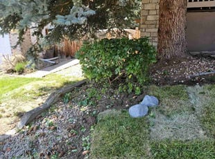 Bush Trimming by Mario Fragoso for Donna G. in Golden, CO