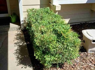 Bush Trimming by Luis Ocampo for Sharon T. in Sacramento, CA