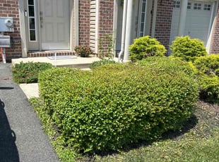Bush Trimming by Susy Mia Nieto for Robin B. in Middletown, DE
