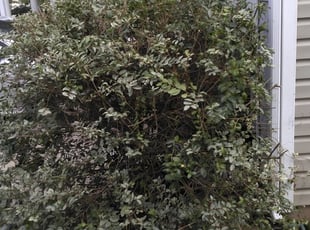 Bush Trimming by Matthew Headrick for Tina M. in Charlotte, NC