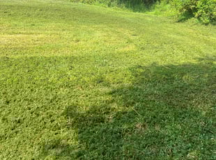George P.'s Lawn Maintenance service result