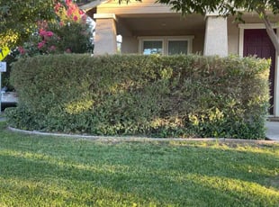Bush Trimming by Gabriel Aldrete for Yamiah T. in Sacramento, CA