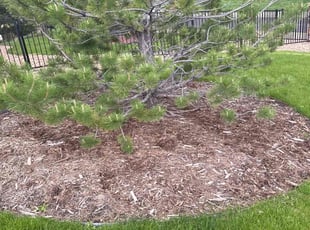 Weeding by Diego Arango for Les S. in Parker, CO