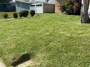 Israel V.'s Yard Cutting service result