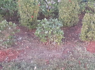Weeding by Wayne Poole for Courtney S. in Palm Bay, FL