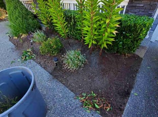 Bush Trimming by Coben Varland for Tom w. in Kirkland, WA