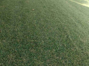 Marta T.'s Lawn Service service result