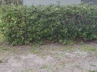 Bush Trimming by Leandro Lobo for Gavin S. in Orlando, FL