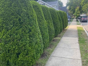 Bush Trimming by Andrew Ventre for Richard T. in Melrose, MA