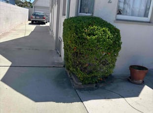 Bush Trimming by Fernando Gomez Rodriguez for Mac B. in Los Angeles, CA