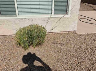 Bush Trimming by Marvin Gray for Genevieve L. in Phoenix, AZ