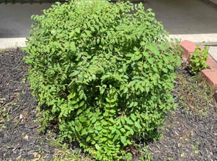 Bush Trimming by Anthony Simon for Kimberly S. in Spring, TX