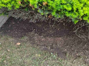Leaf Removal by Michael Mcdevitt for Bev K. in Scranton, PA