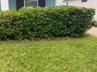 Bush Trimming by Jessica Springer for Tina N. in Wesley Chapel, FL