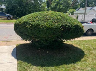 Bush Trimming by Lendale Candia for Magdilyn R. in Baltimore, MD