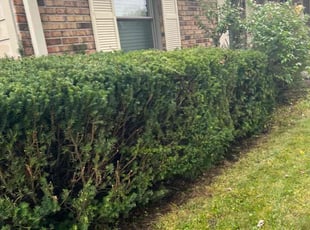 Bush Trimming by Eric Hubbard for Stewart W. in Indianapolis, IN