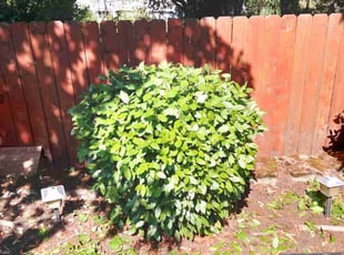 Bush Trimming by Adam Torney for Ray L. in Portland, OR