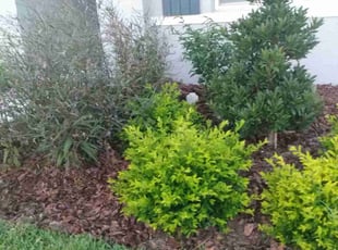 Weeding by Kenneth Mitchell for Gregory E. in Bradenton, FL