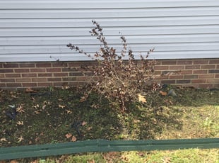 Weeding by Demetrius Bennett Jr for Willie G. in Cleveland, OH