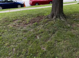 Cleanups by Alphonso Hoke for Will R. in Towson, MD