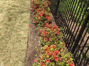 Weeding by Rickey McCoy for Jonathan P. in Atlanta, GA