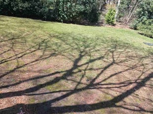 Leaf Removal by Carnell Garrett for Tiago T. in Bloomfield Township, MI