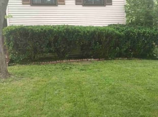 Bush Trimming by Ebonisha Thomas for James J. in Rochester, NY